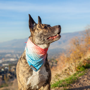 Neon Machine All Season Adventure Bandana